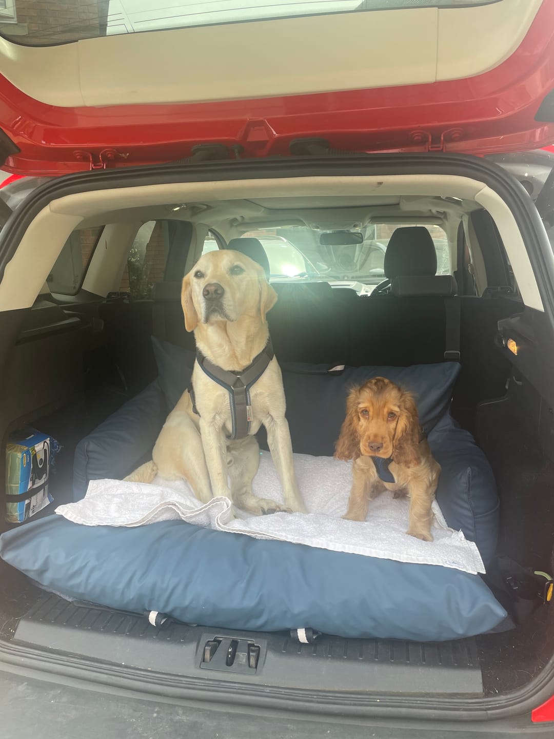 Customer photo review of The Dog Dock V2 New & Improved with ISO Fix