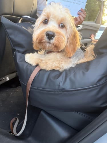 Customer's dog sitting securely inside The Dog Dock V2 in a car.