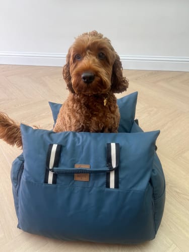 Customer's brown dog sitting inside a blue Dog Dock V2 on a light-colored wooden floor.