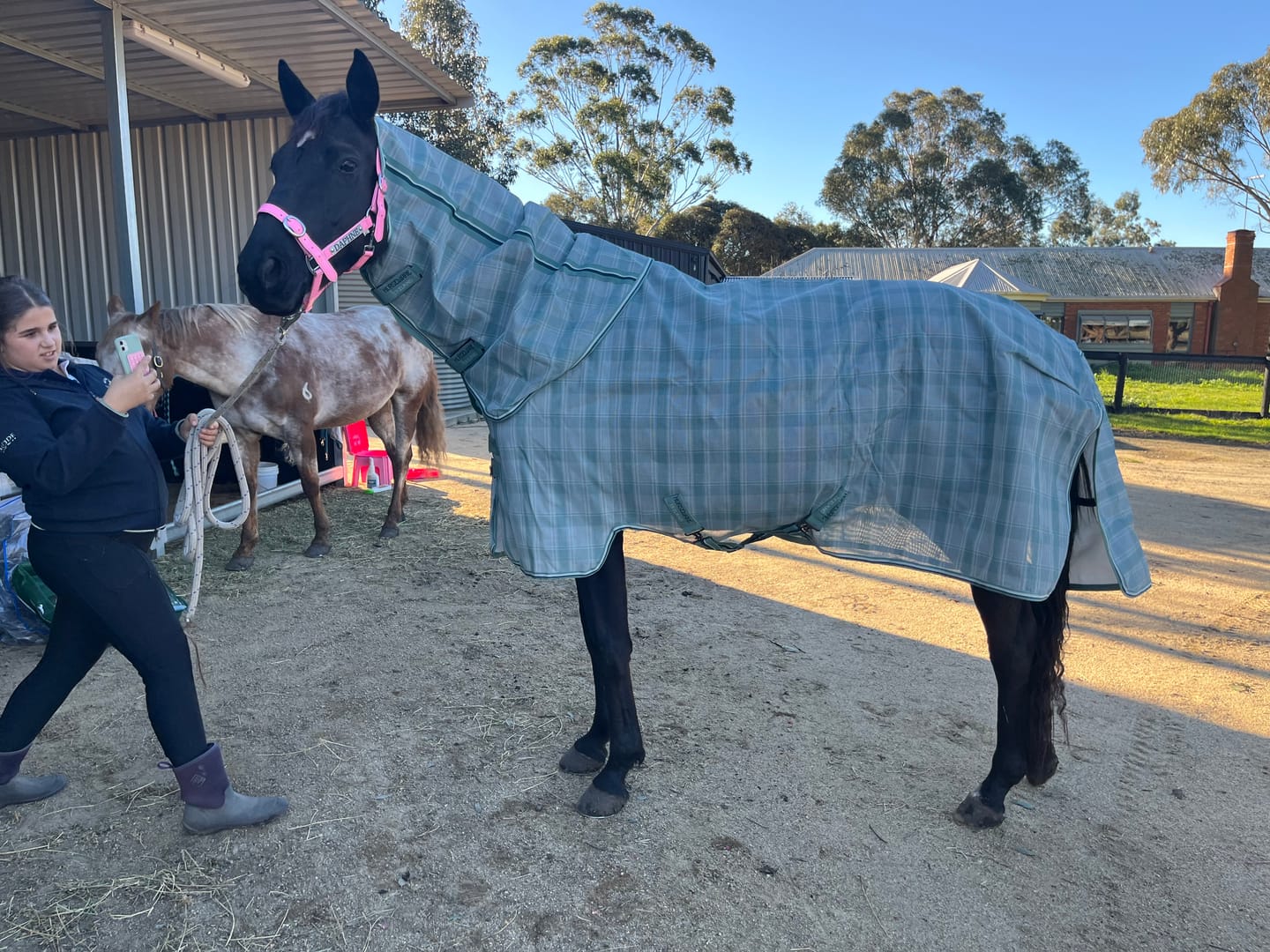 Customer photo review of Horseware Newmarket Plus Fly Sheet