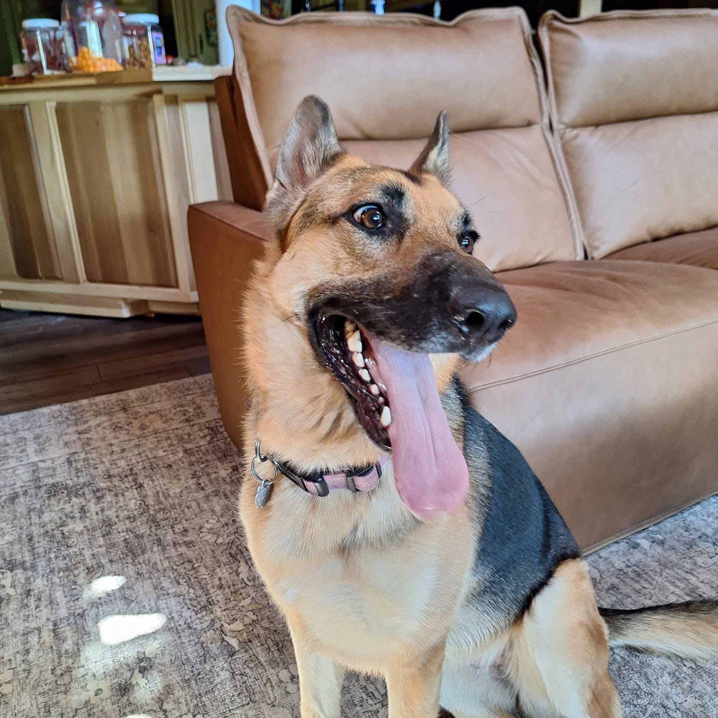 Customer photo review of FurLife™ - 12 Months All Natural Flea and Tick Tags for Dogs