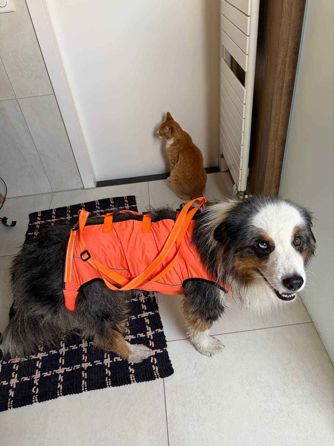 Customer photo review of PawLift - Ondersteunend Tilharnas Hond