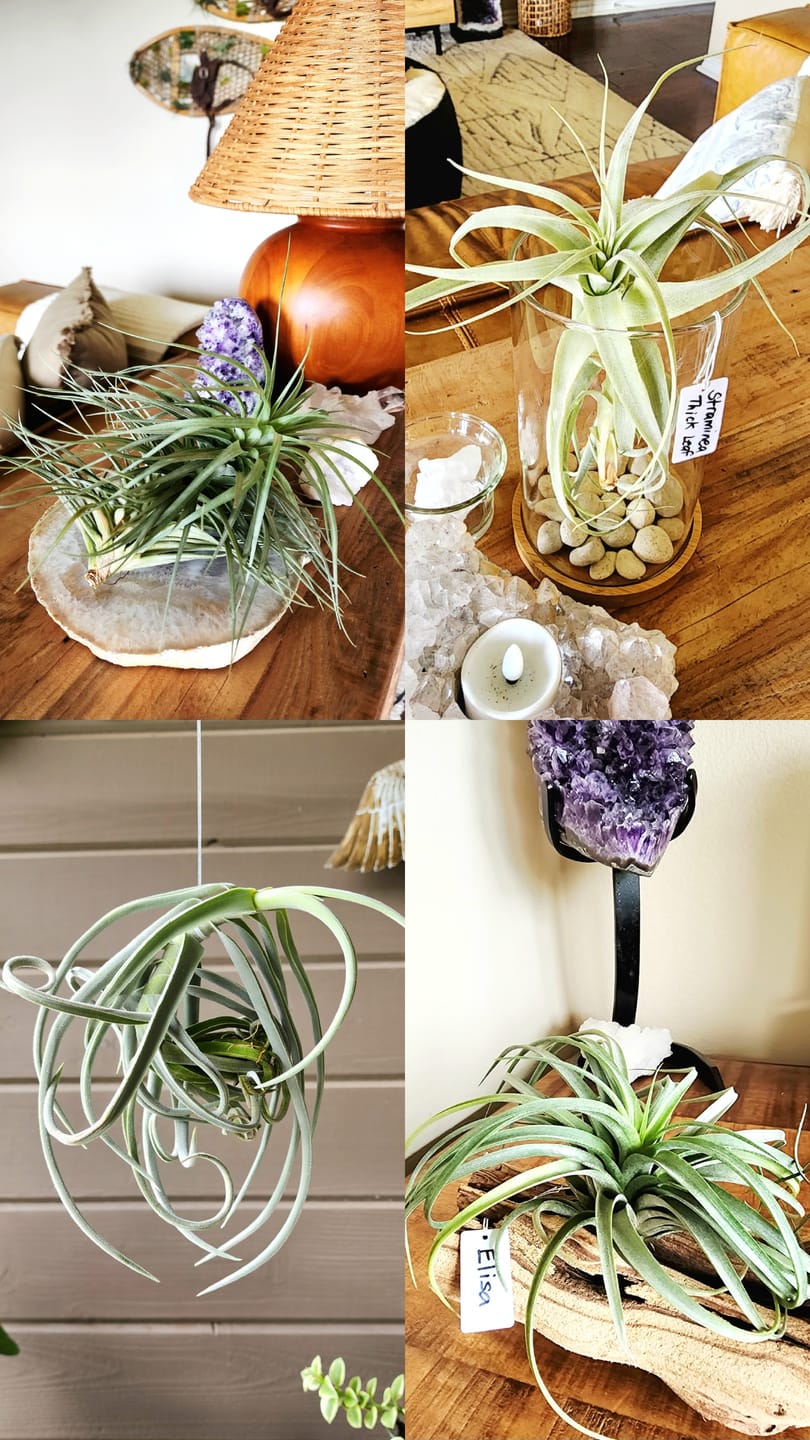 Customer photo review of Air Plant Mystery Box  Curated Tillandsia Collection  5 Tiers Available