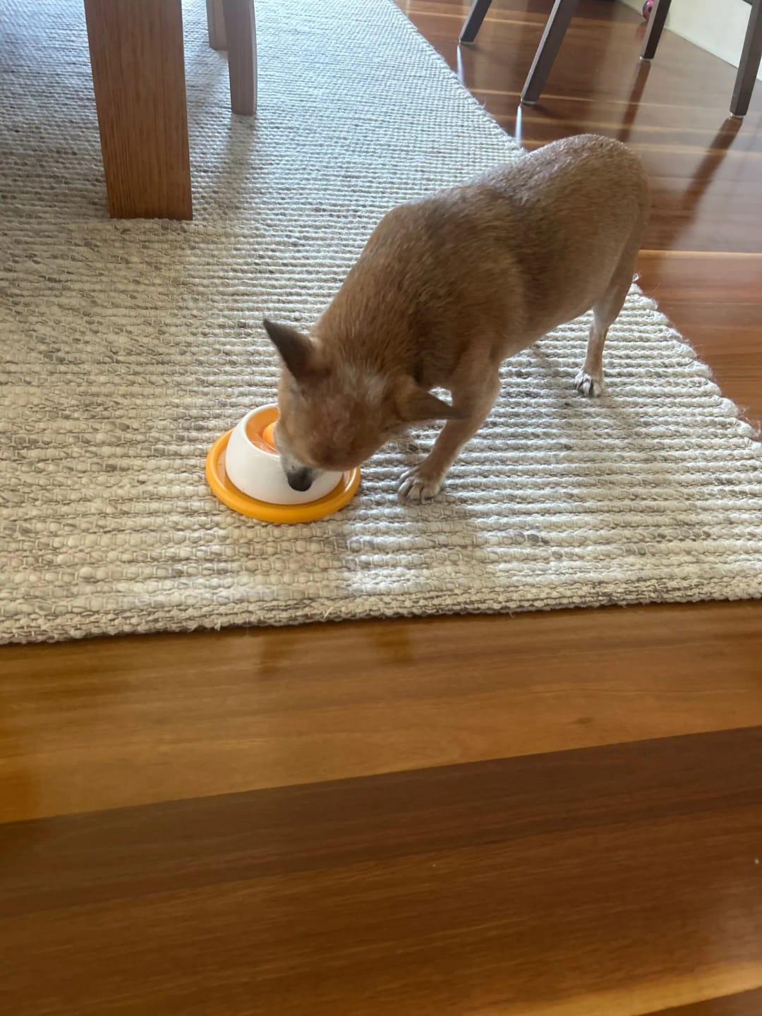 Customer photo review of Sashacat™ LickBowl