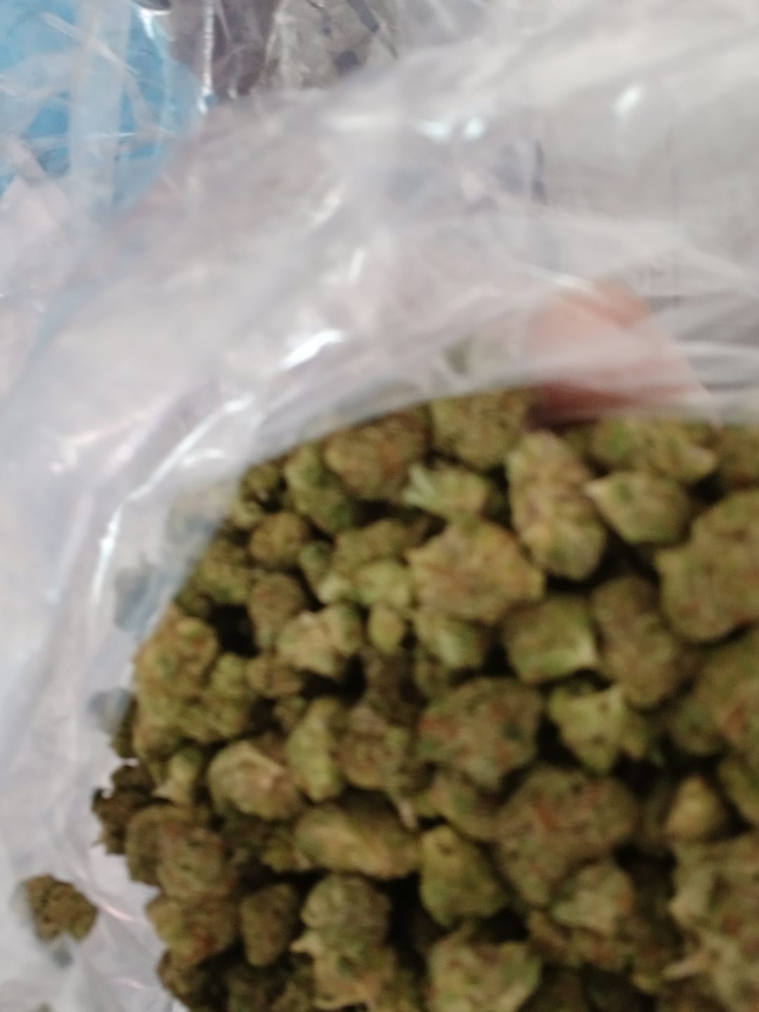 Customer photo review of Sherbet & Haze Minis - Bulk Minis - Sativa