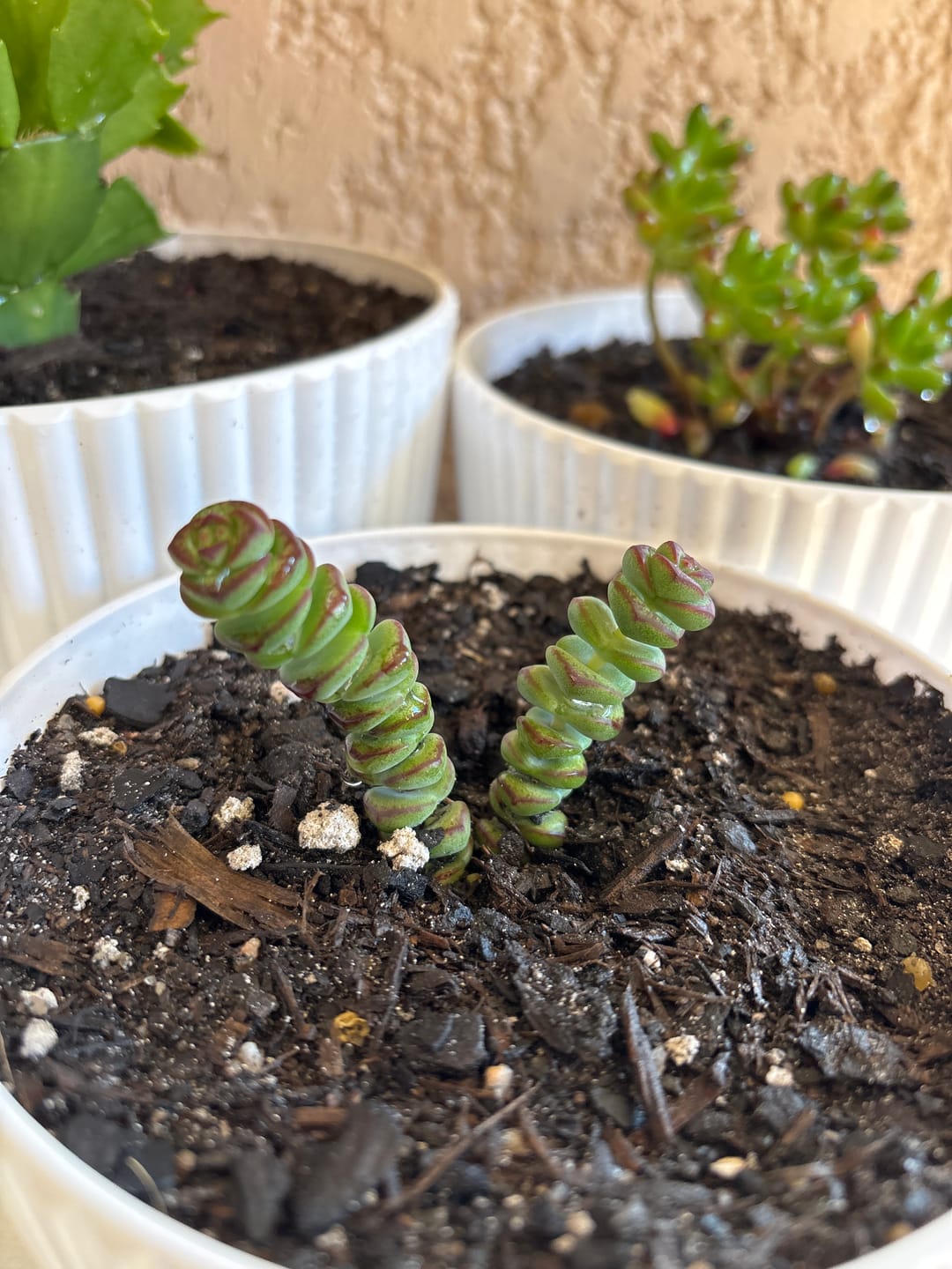Customer photo review of Crassula Baby's Necklace