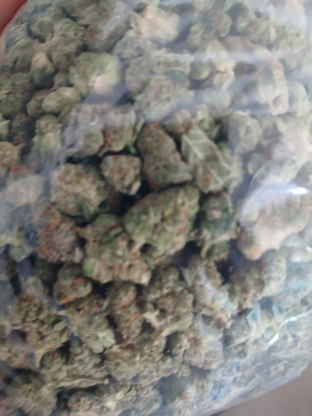 Customer photo review of Sherbet & Haze Minis - Bulk Minis - Sativa