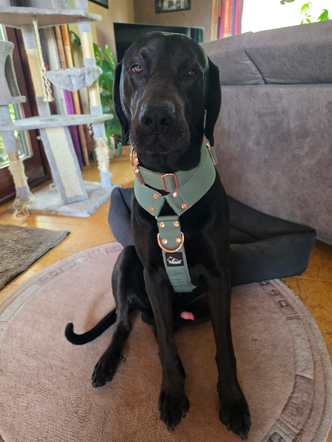 Customer photo review of Extreme Rose Buckle Pastel Green - Starkt och säkert halsband