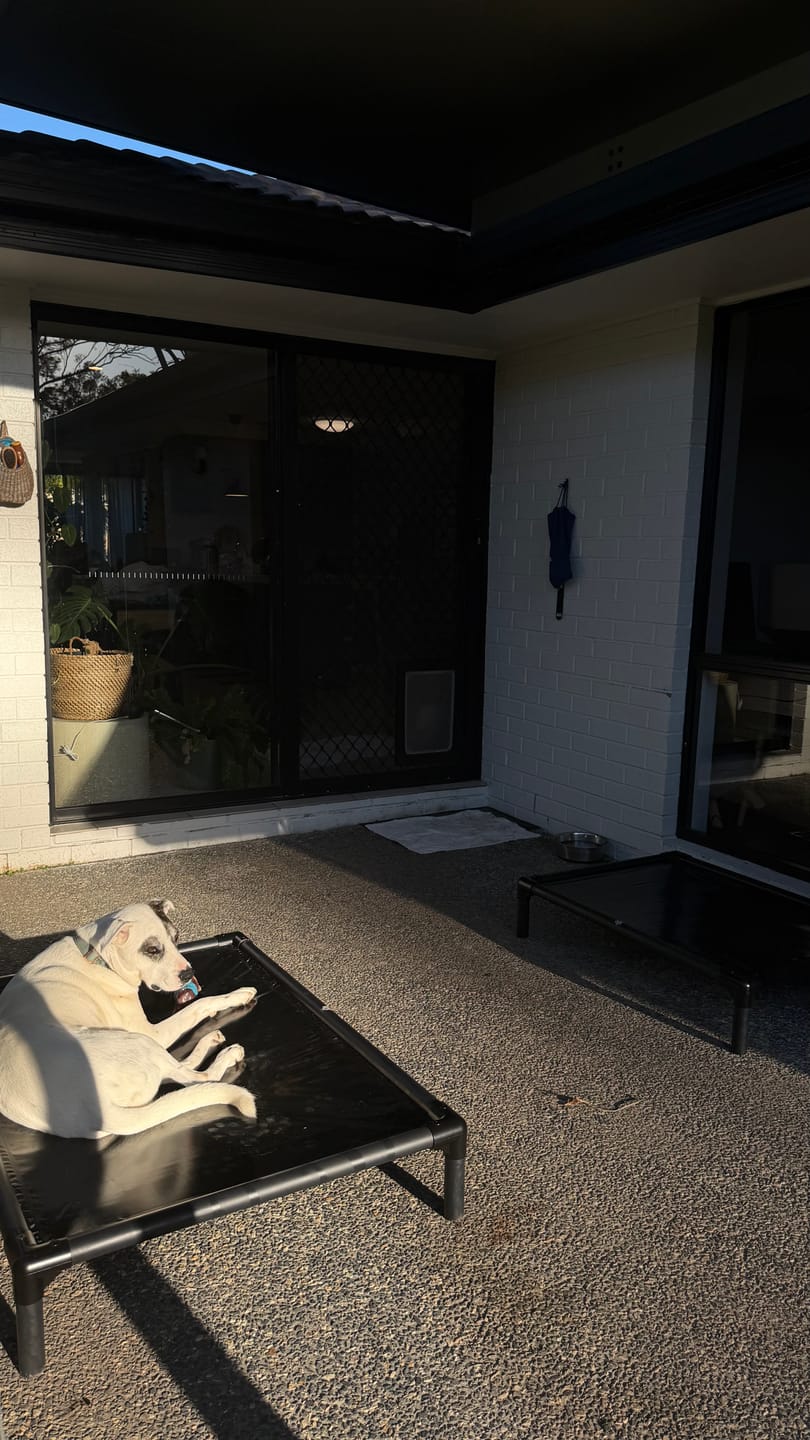 Customer photo review of Reinforced Elevated TuffyBed