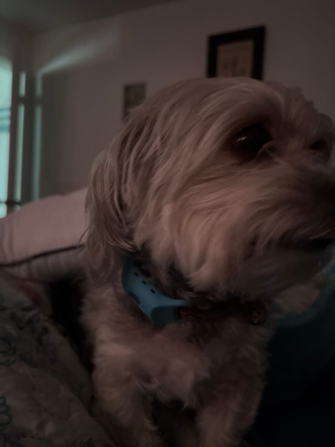 Customer photo review of FurLife™ 12 Months Flea and Tick Free
