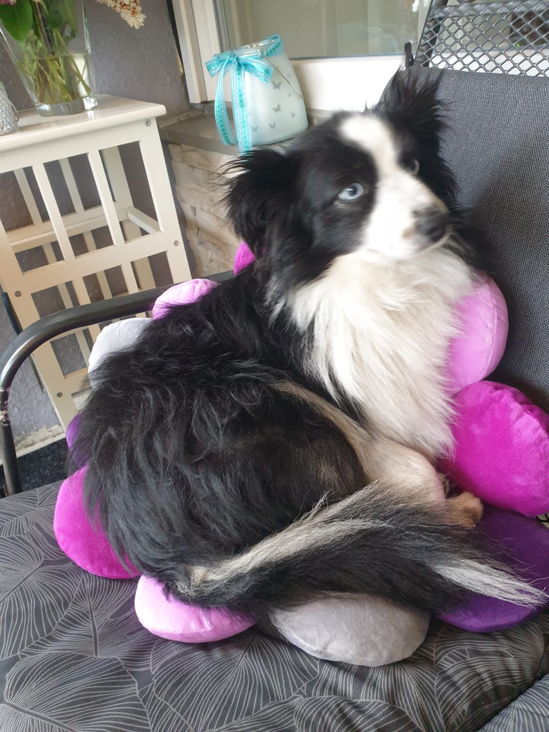 Customer photo review of Hunde-Rucksack bis 15 kg – Transportrucksack für kleine Hunde