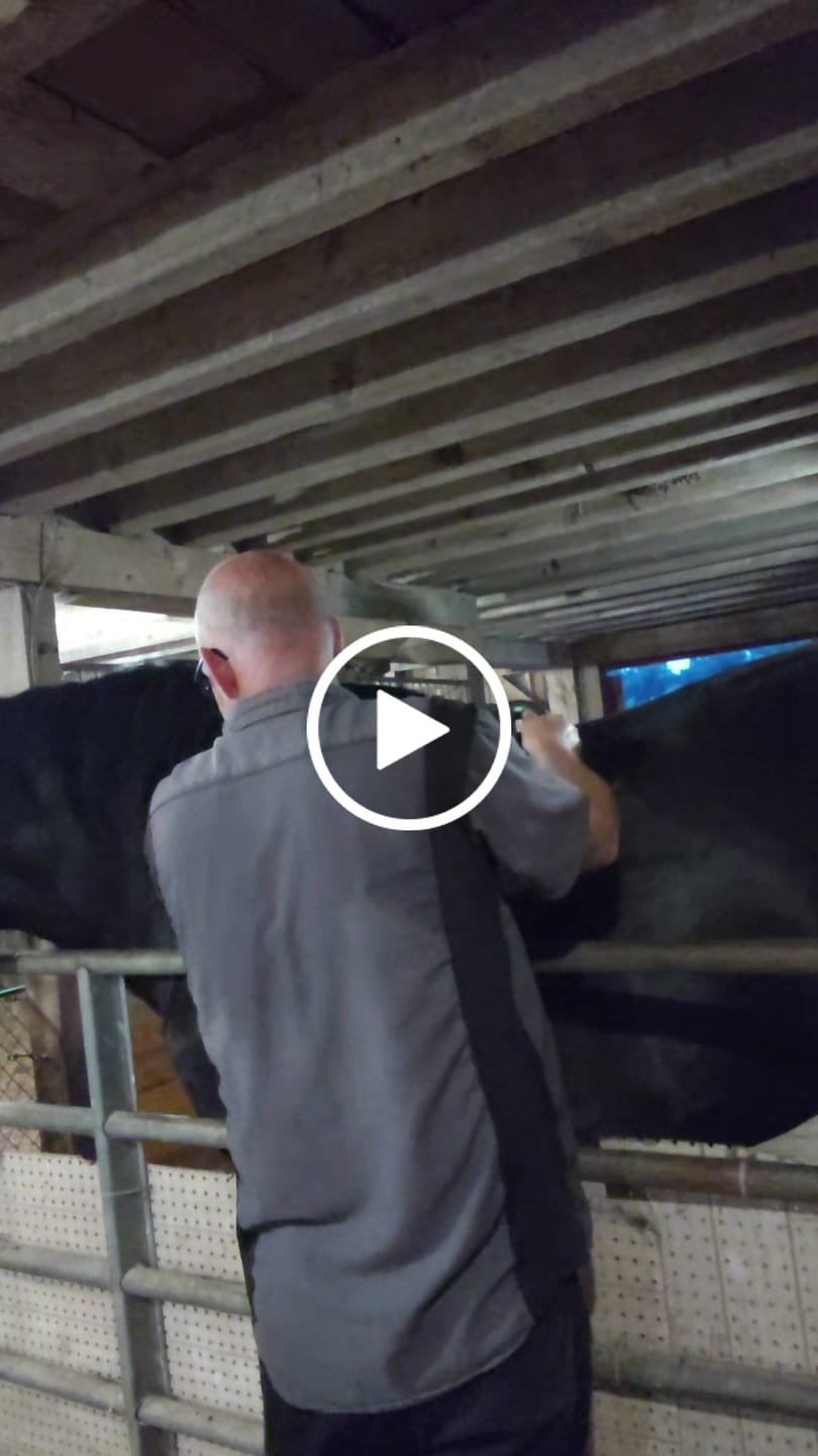 Customer video review of HorseHalo™ 8 Heads Red Light Massage Gun