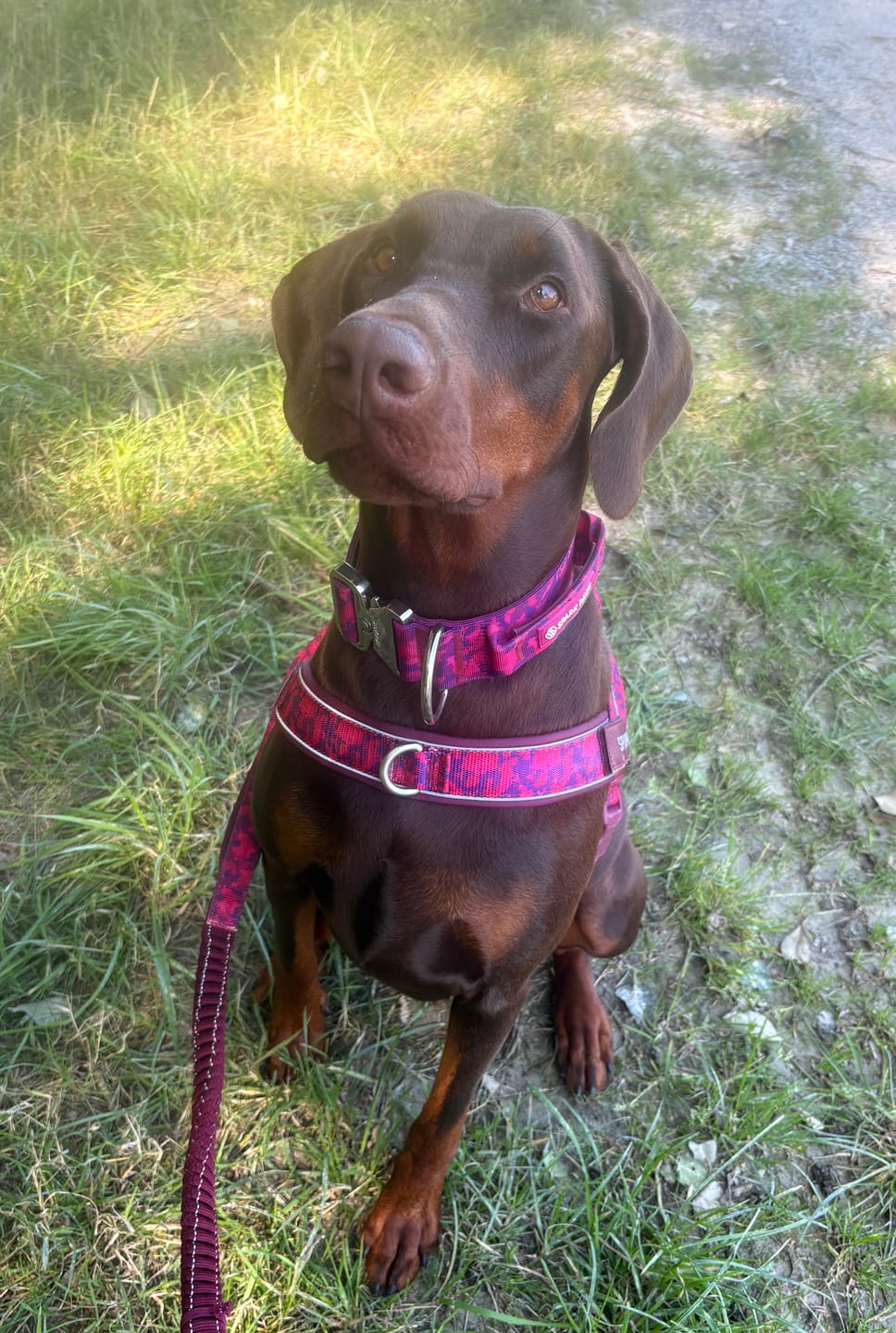 Customer photo review of Comfort Control Collar and Multipurpose Leash Sets
