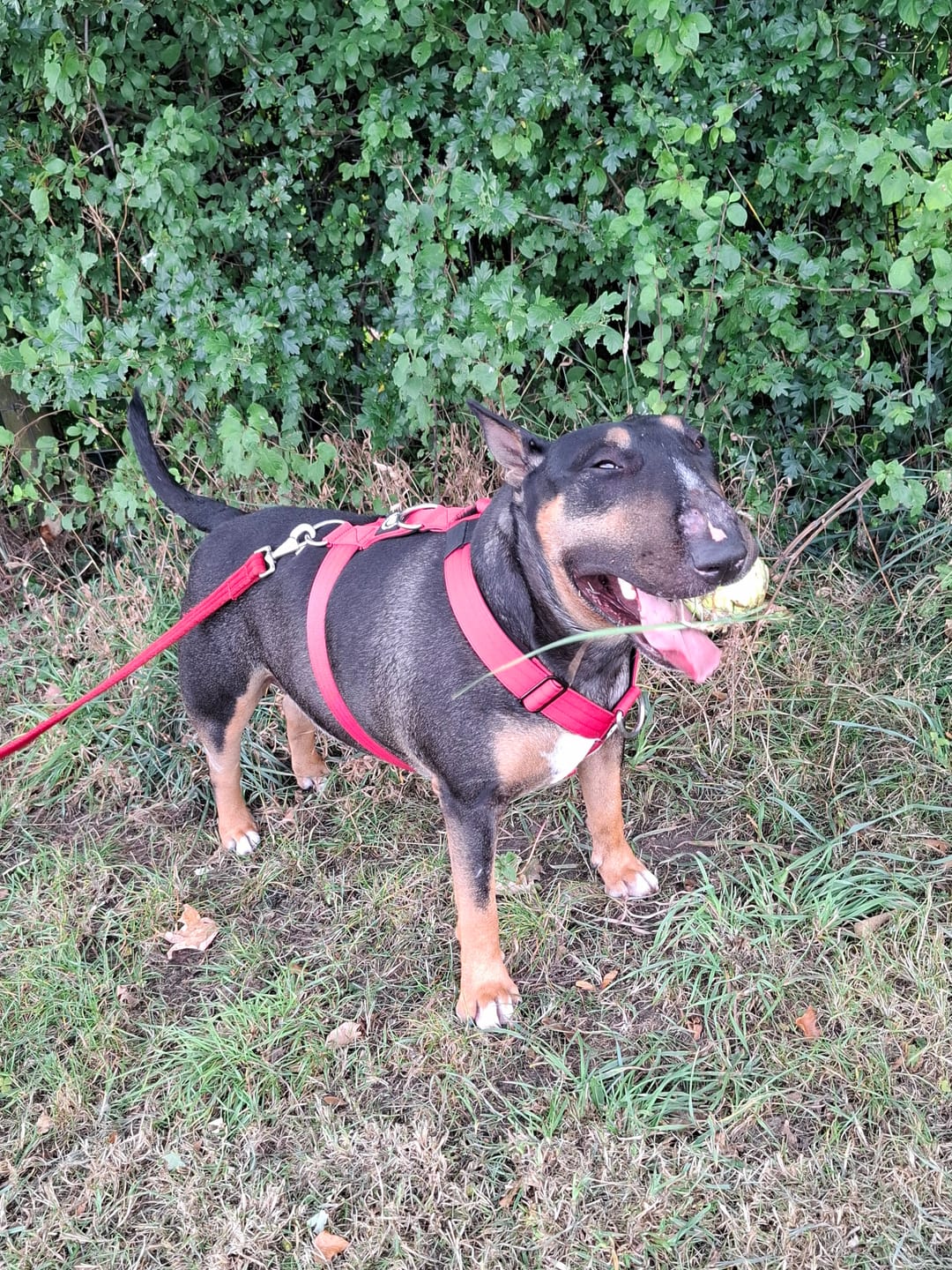 Customer photo review of Anti-Pull TRI-Harness® | Training Dog Harness for All Breeds - Red