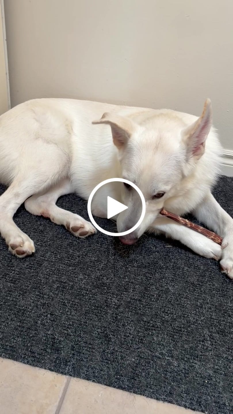 Customer video review of 12 Inch Beef Jerky Stick