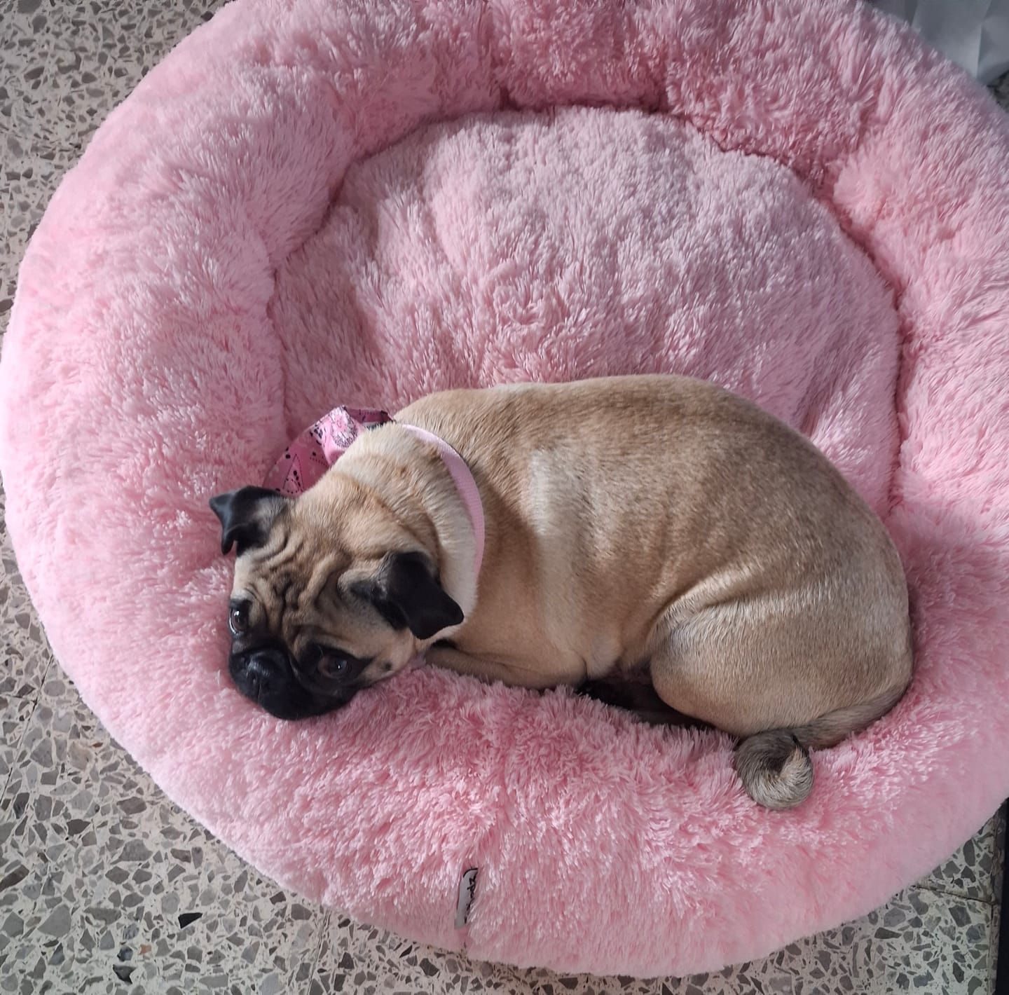 Customer photo review of Funda Original para Cama Antiestrés para Perros