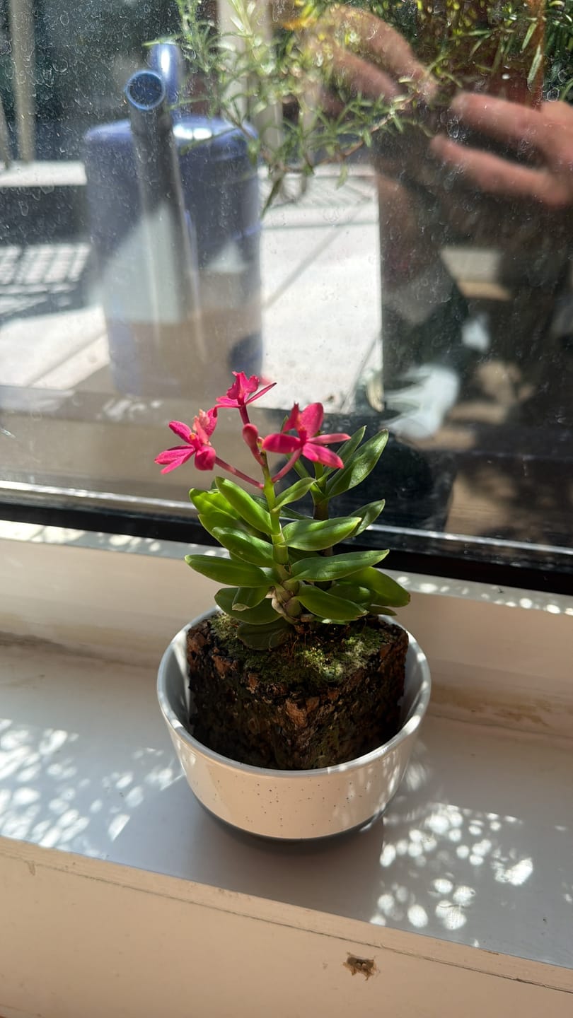 Customer photo review of Epidendrum Nordic Fire Dauerblüher mit magentafarbenen Blüten und 1 Rispe im Korkquader