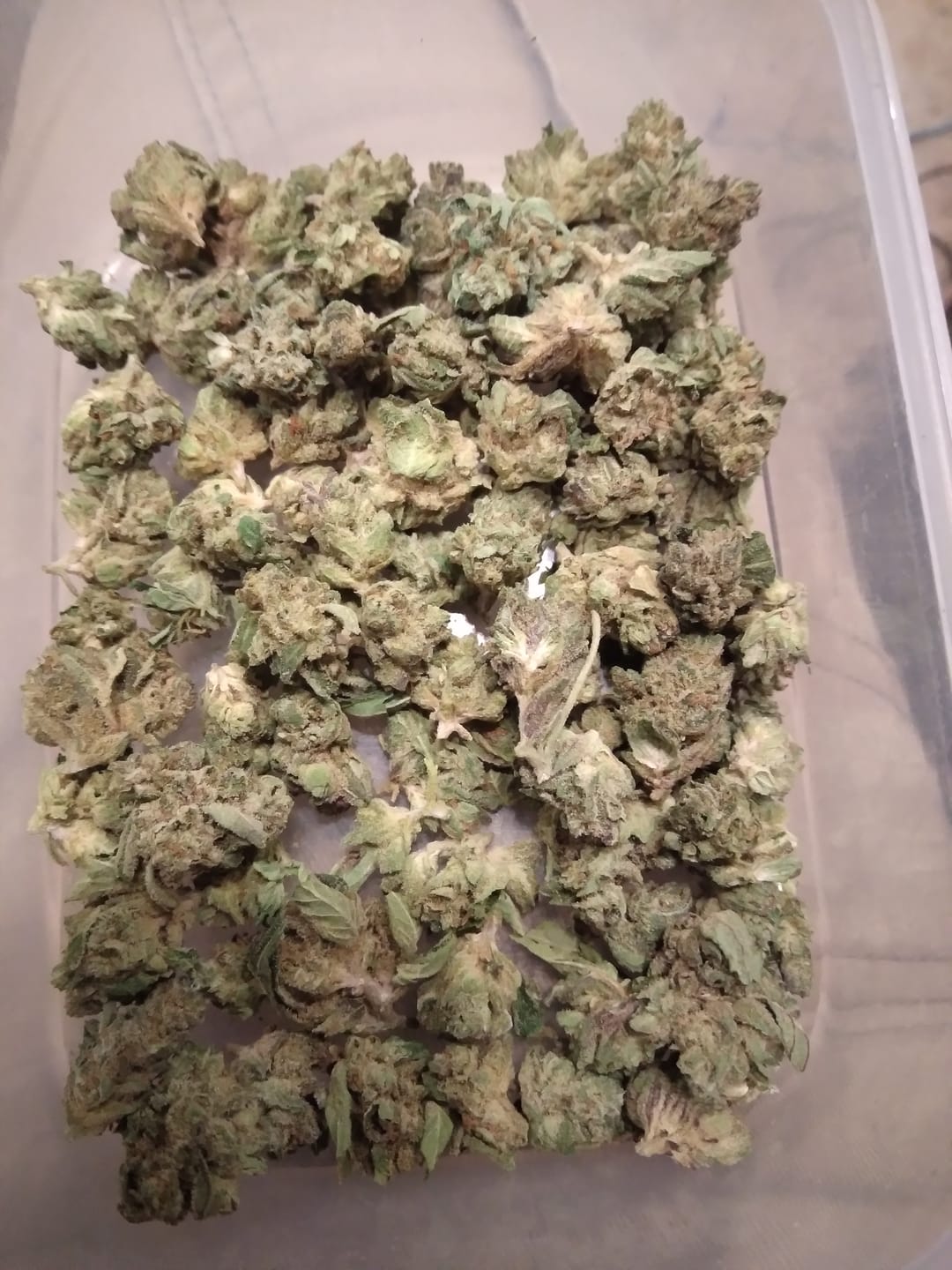 Customer photo review of Guava Lato - 28 Grams - Hybrid