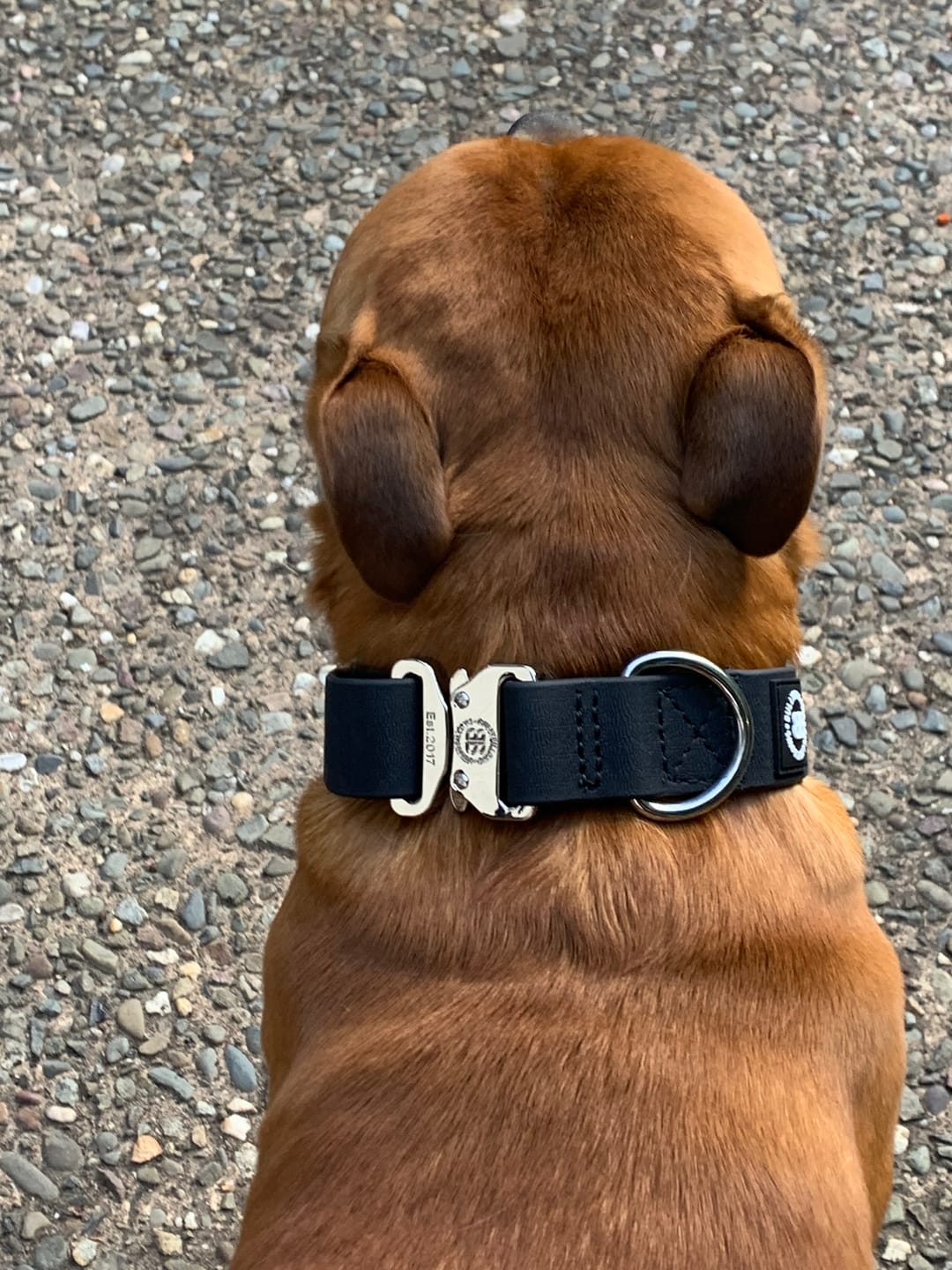 Customer photo review of 4cm Combat Billowthane® Collar | Waterproof - Platinum