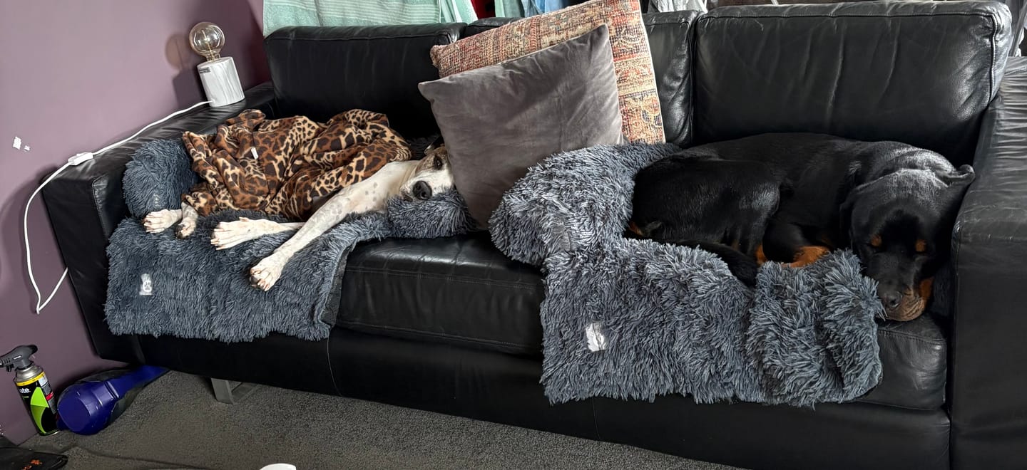 Customer photo review of Calming Couch Bed