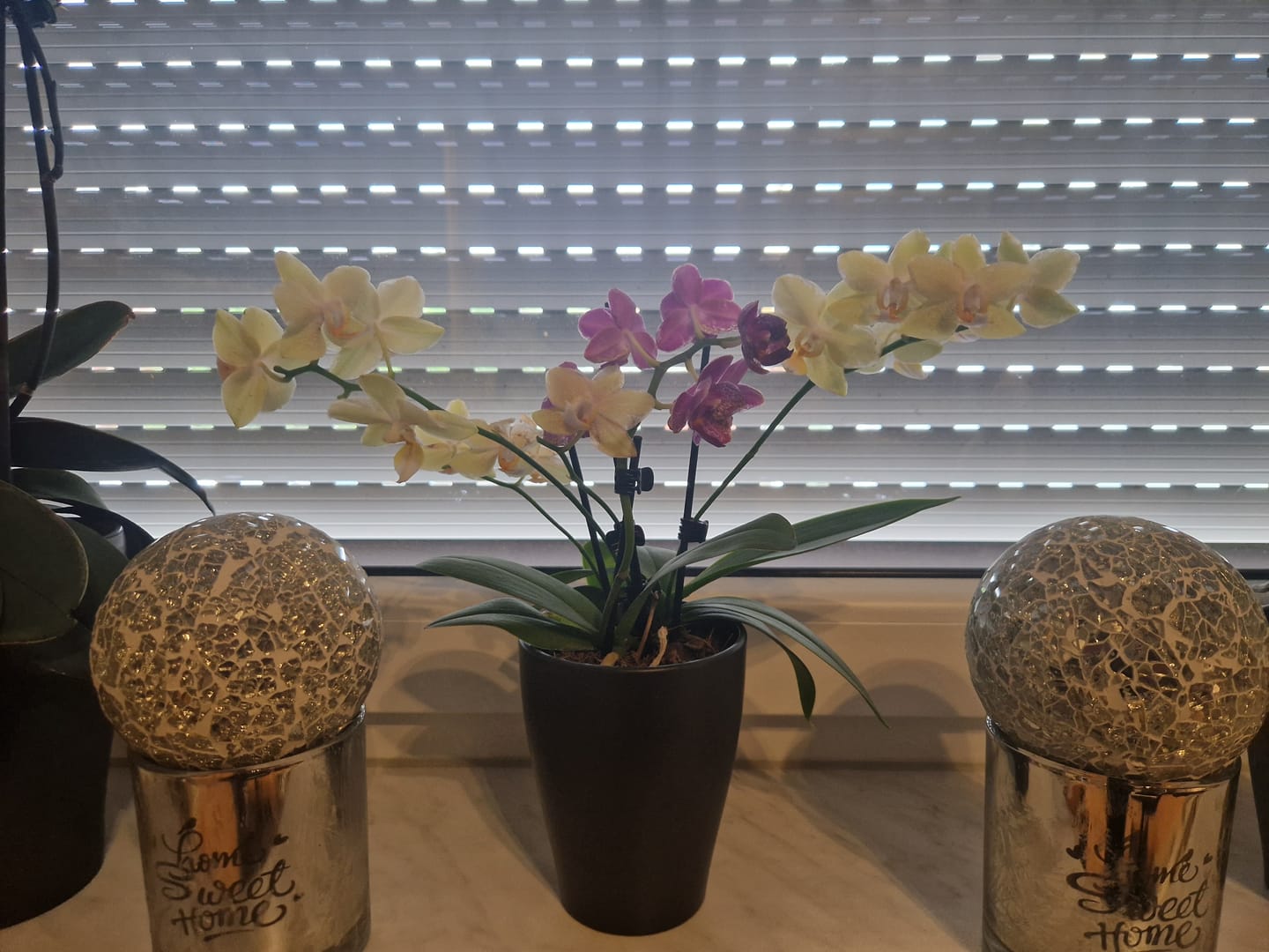 Customer photo review of Cocktail Orchidee mit gelb-roten Blüten und 5+ Rispen