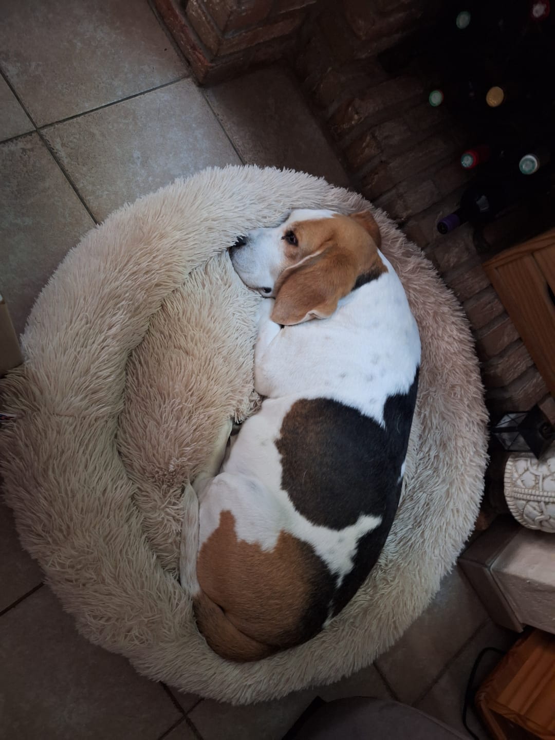 Customer photo review of Pet Perfect Fluffy Donut Hondenmand - Rond - Wasbaar