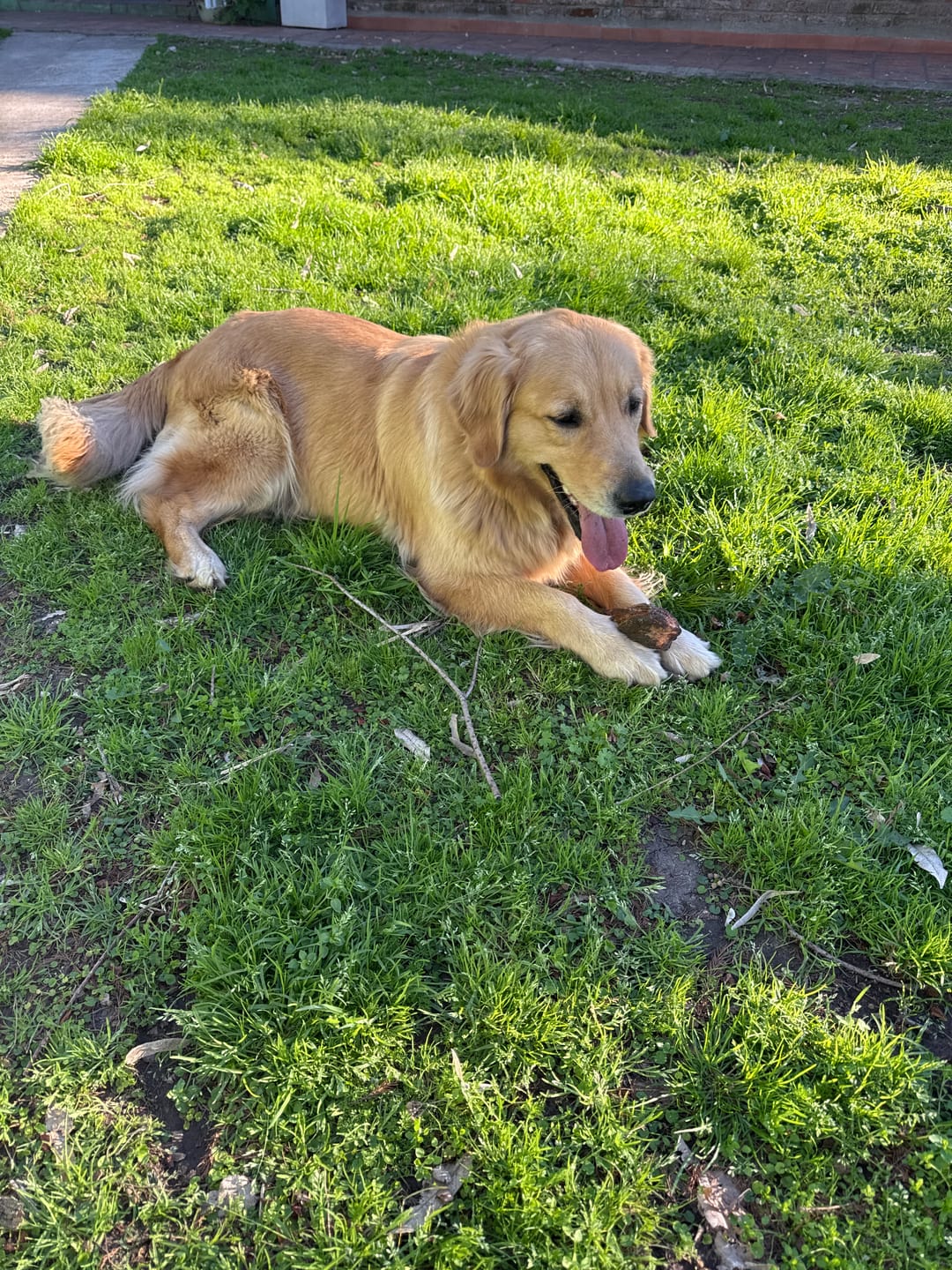 Customer photo review of Probioticos para perros