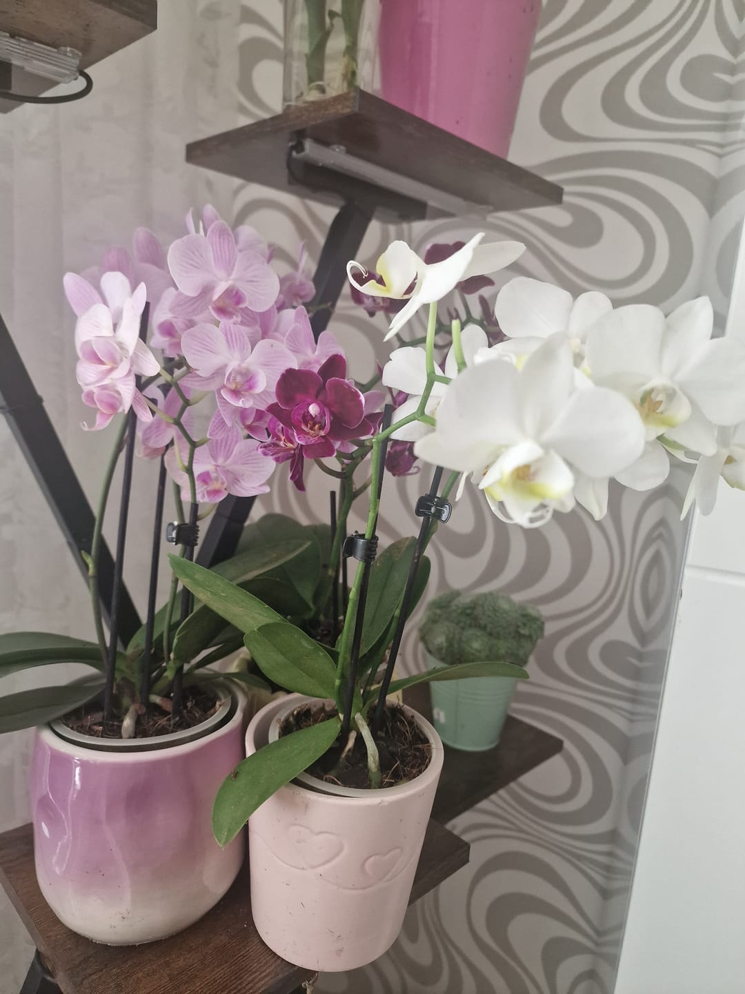 Customer photo review of Table Dance Weiß mit weißen Blüten und 2 Rispen