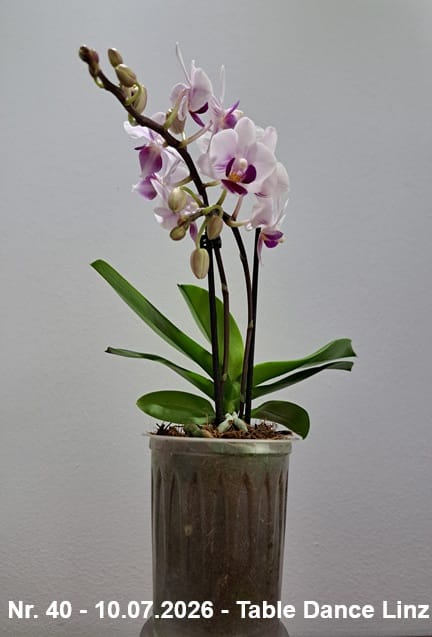 Customer photo review of Table Dance Linz mit weiß-violetten Blüten und 2 Rispen