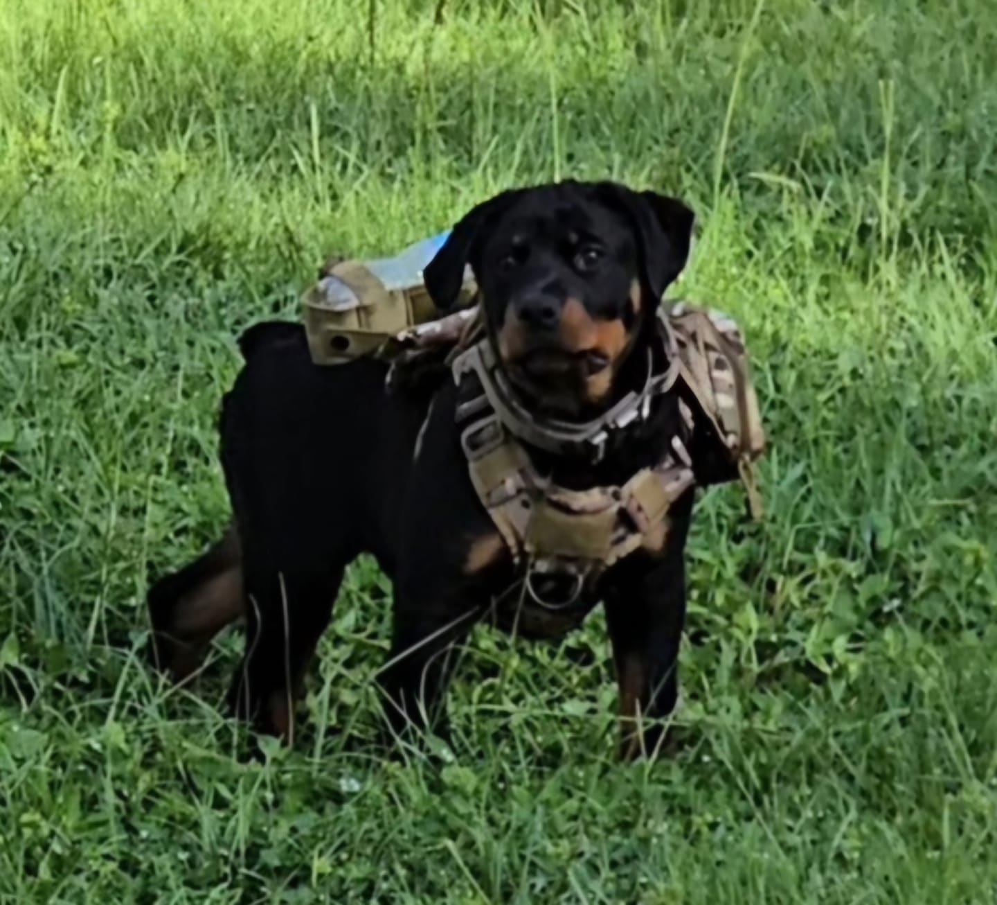 Customer photo review of Tactical Utility MOLLE Pouch For Harness (3-Piece Set)