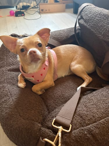 Reviewer's small dog resting comfortably in the brown bouclé travel car seat.