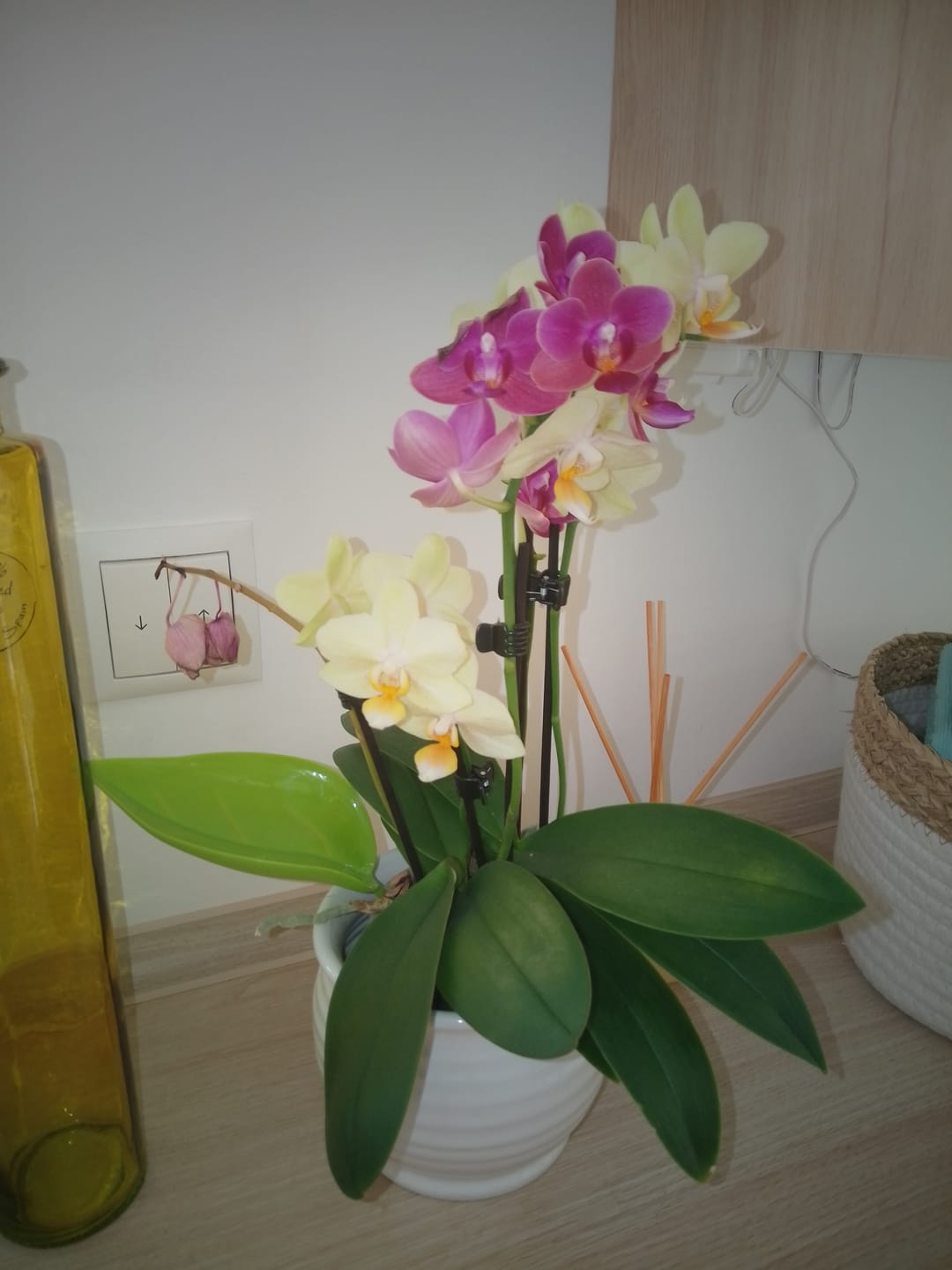 Customer photo review of Cocktail Orchidee mit gelb-roten Blüten und 5+ Rispen