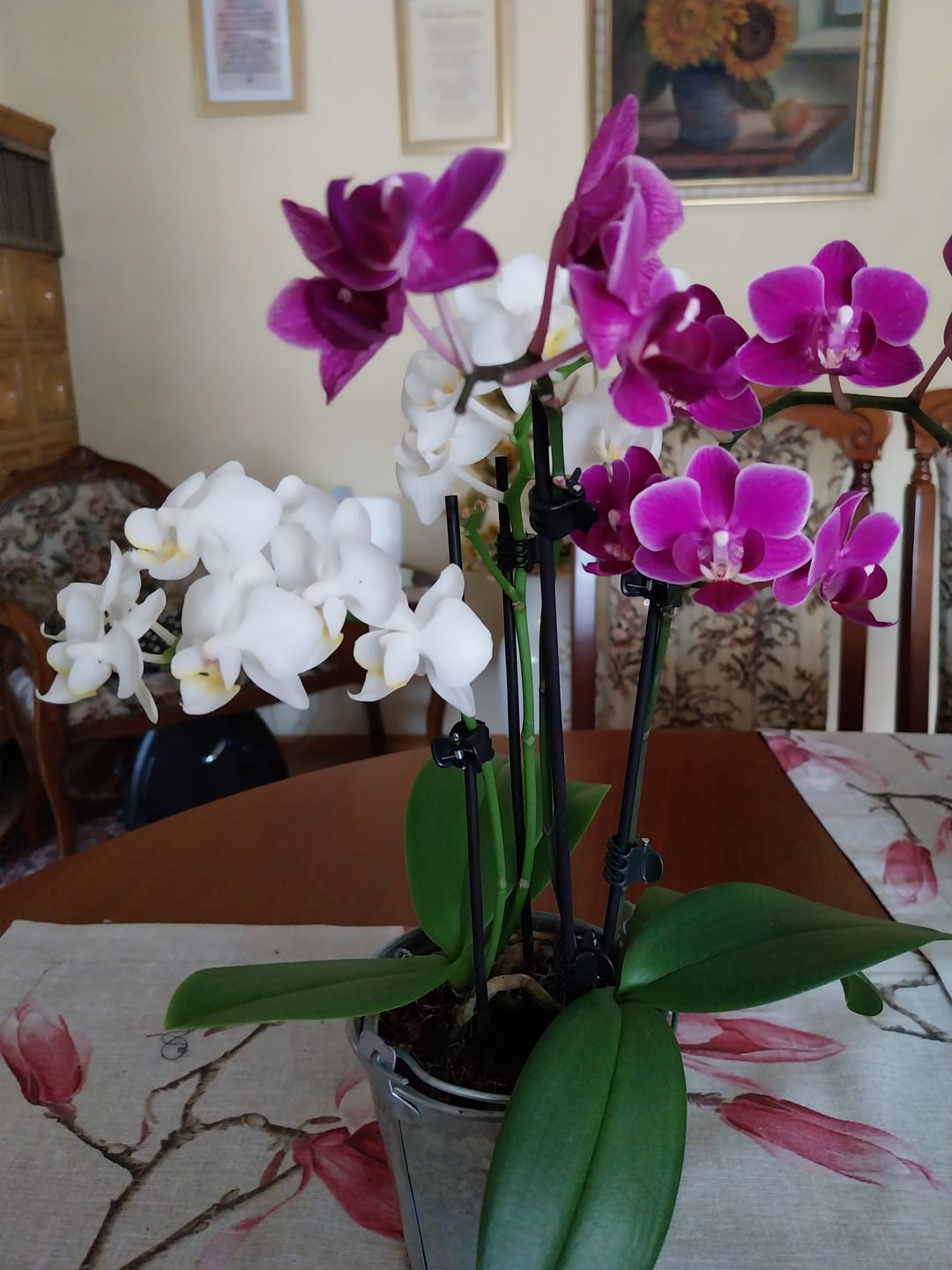 Customer photo review of Cocktail Orchidee mit violett-weißen Blüten und 4+ Rispen