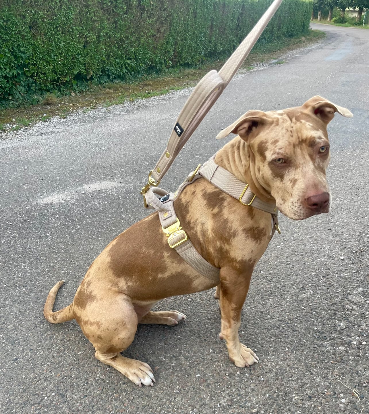 Customer photo review of Easy Walk Extreme Gold Buckle Beige - Sele med snabbspänne