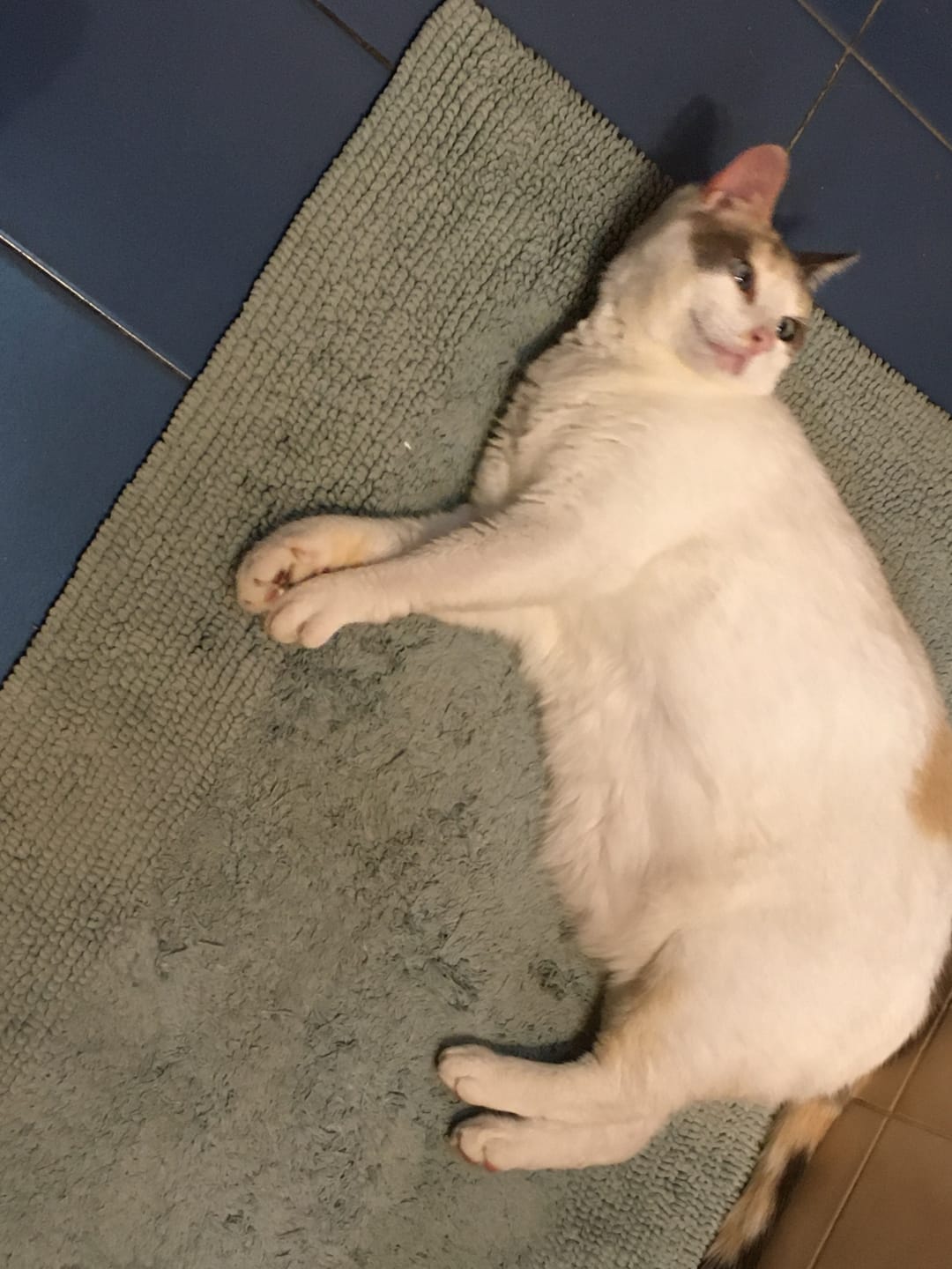 Customer photo review of Effilés au poulet, courges & agrumes (Chat stérilisé et Chat adulte)