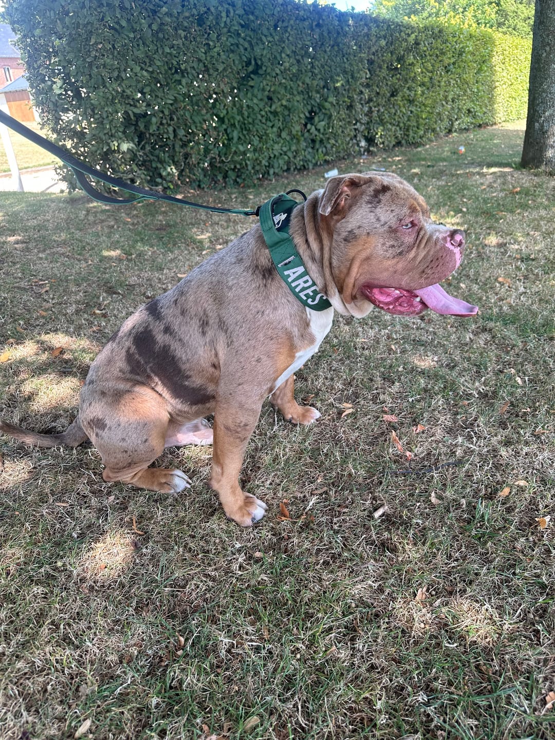 Customer photo review of Green Bully Proof Collar