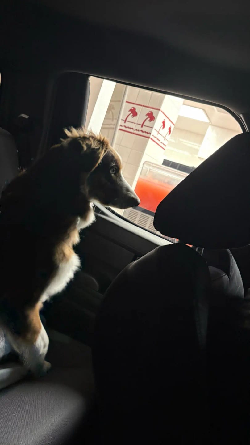 Customer photo review of KAVRIONA Heavy Duty Bungee Dog Seat Belt