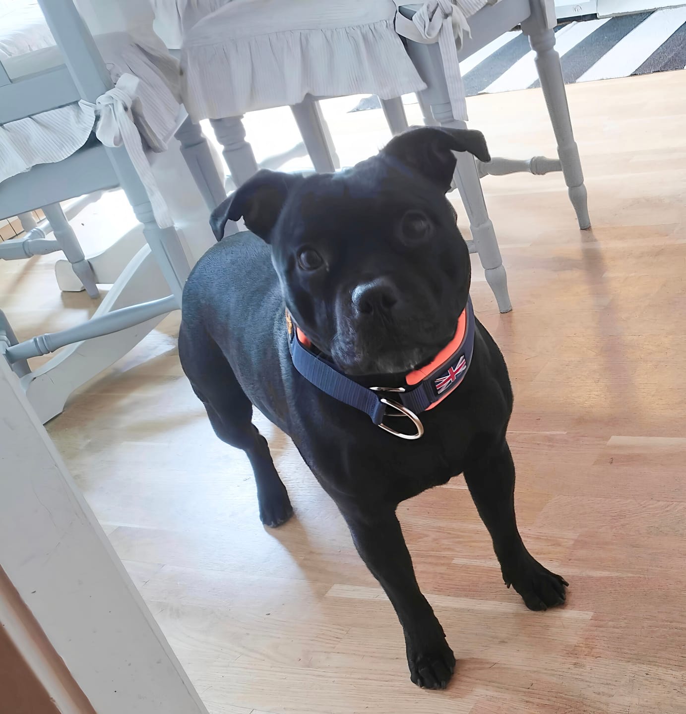 Customer photo review of Staffordshire Bull Terrier 1935® Martingale Collar - Navy Blue & Neon Orange