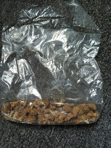 Butterscotch OG - Bulk - Indica photo review