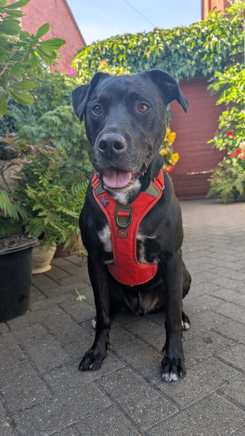 Customer photo review of Anti Pull Hurricane Harness Lighter | With Handle - Burnt Orange X Khaki