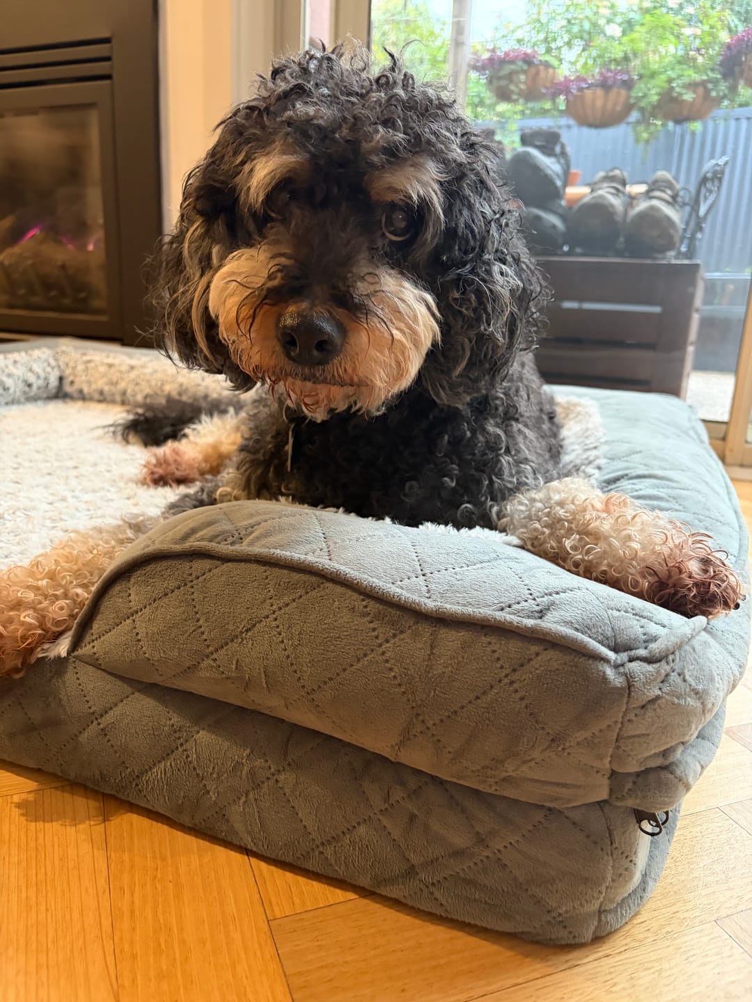 Customer photo review of Orthopedic Memory Foam Dog Bed
