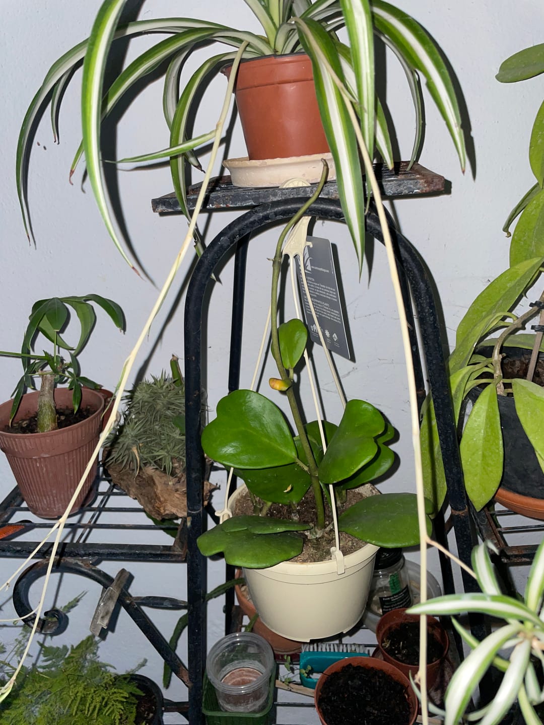 Customer photo review of Hoya Kerry - "trepadeira coração"