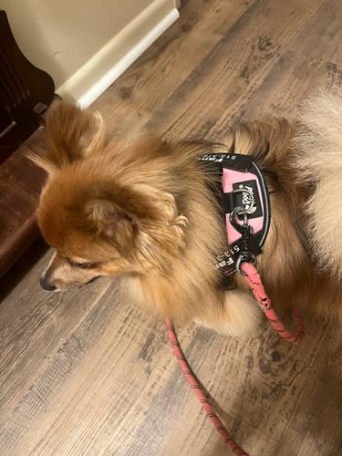 Customer's small dog wearing a personalized pink harness with a leash on a wooden floor.