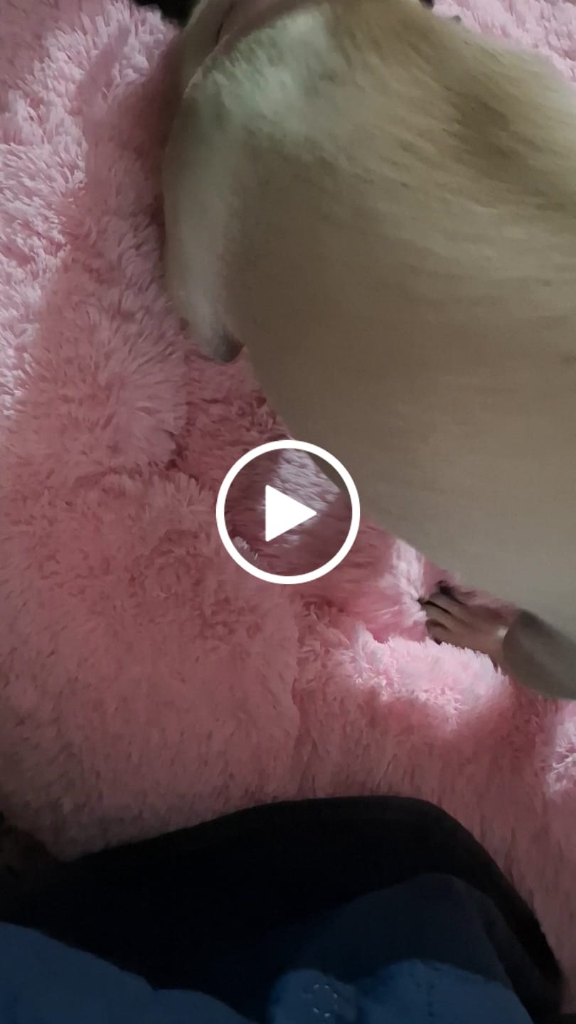 Customer video review of Funda Original para Cama Antiestrés para Perros