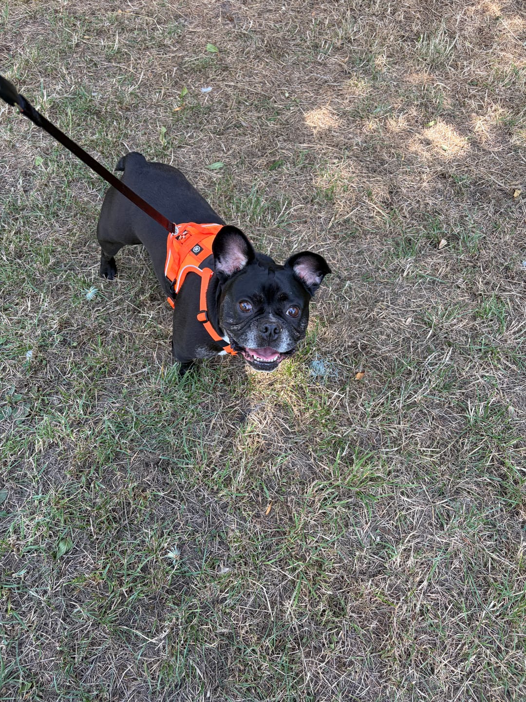 Customer photo review of Anti Pull Hurricane Harness Lighter | With Handle - Orange