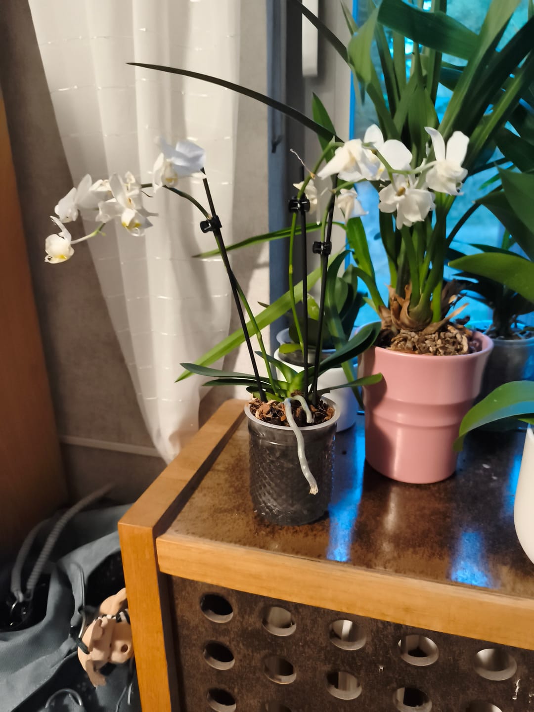 Customer photo review of Table Dance Weiß mit weißen Blüten und 3 Rispen