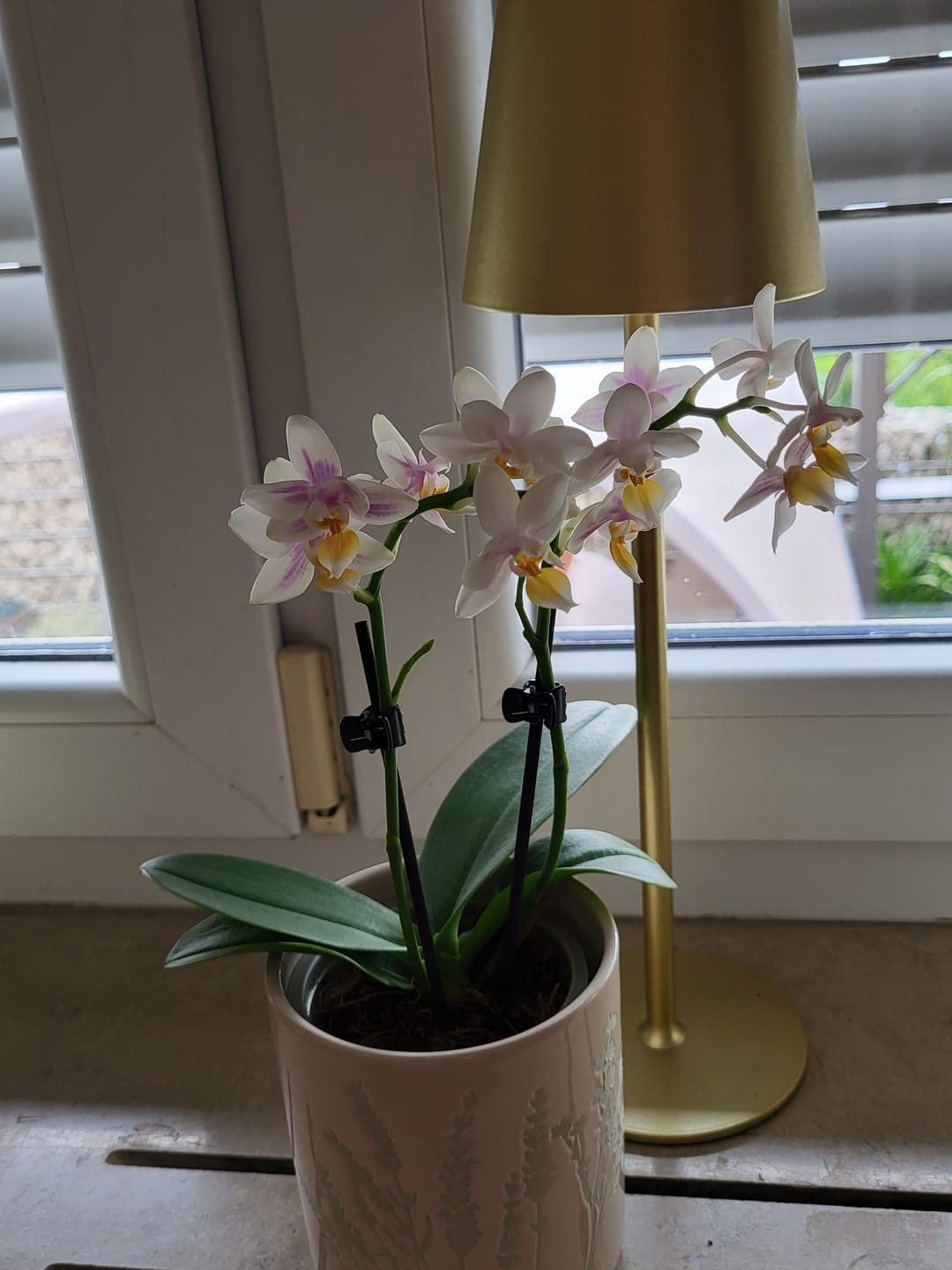 Customer photo review of Duftorchidee Table Dance Martina mit hellgelben Blüten und 2 Rispen