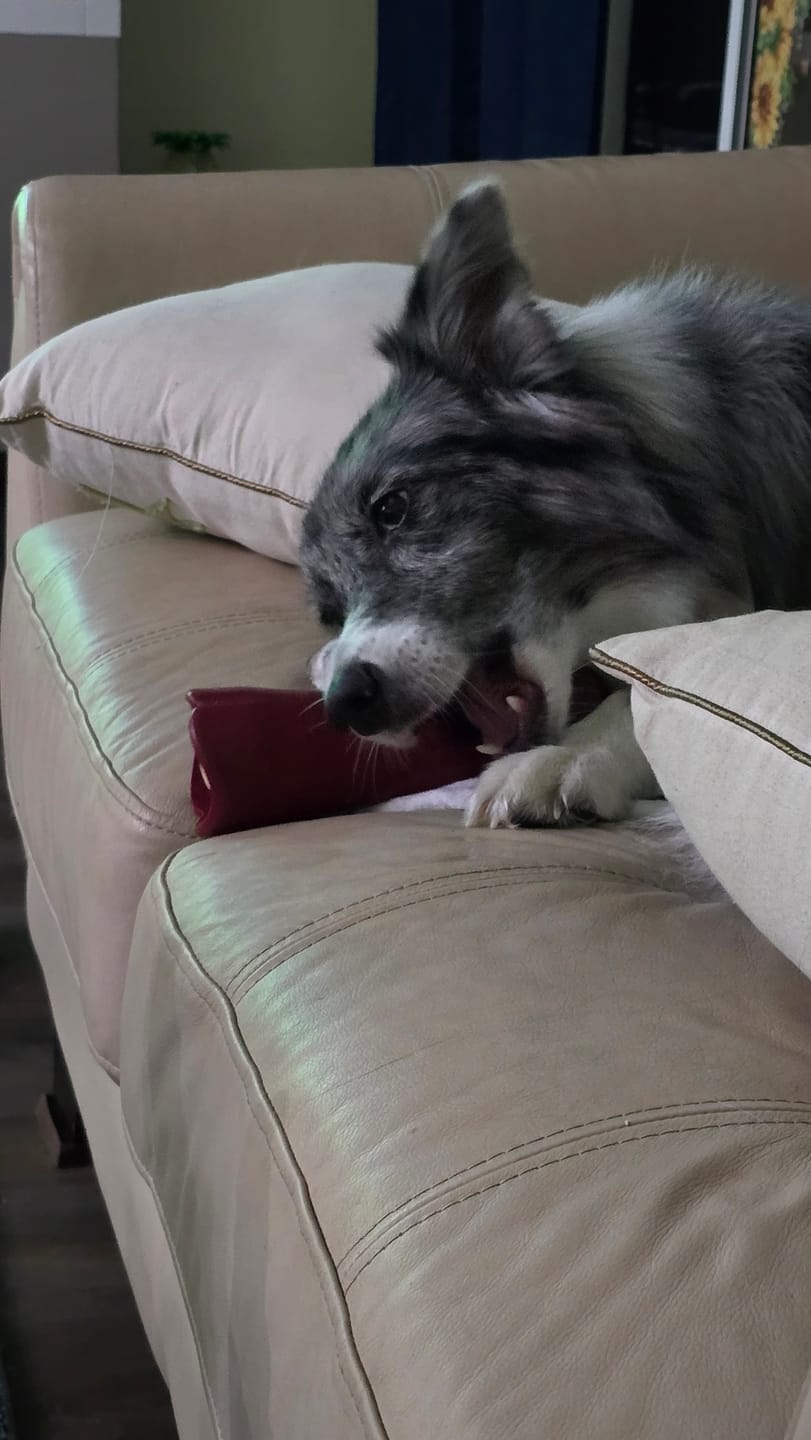 Customer photo review of 6 Inch Monster Bully Stick