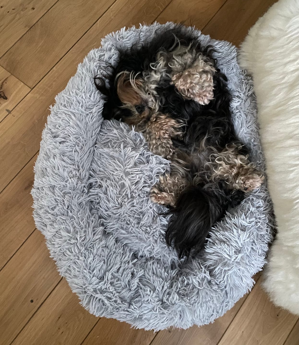 Customer photo review of Puppery Hundebett Wolke 7 - Das Original