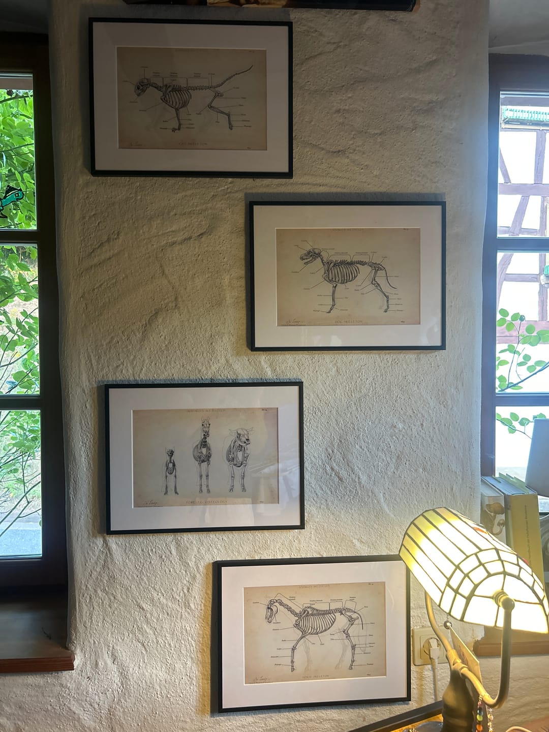 Customer photo review of Hunde Skelett